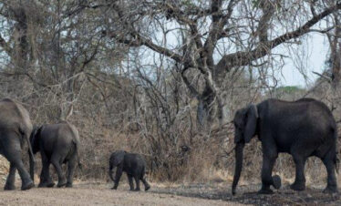Meru National park