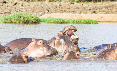 Meru National Park