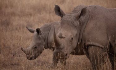 white rhino