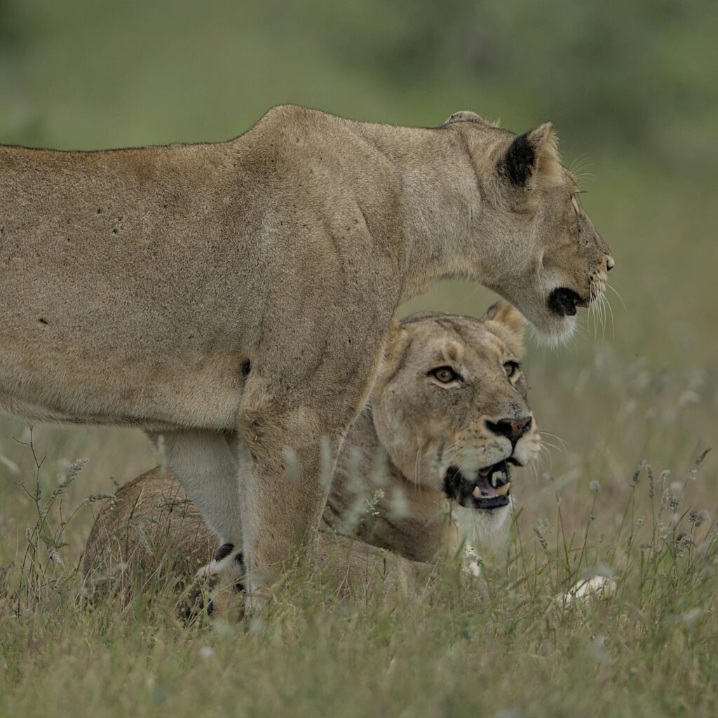 Masai Mara Safari Experience