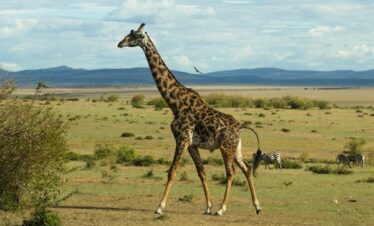 Amboseli National Park