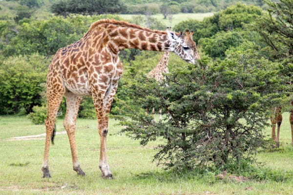 Giraffe Manor